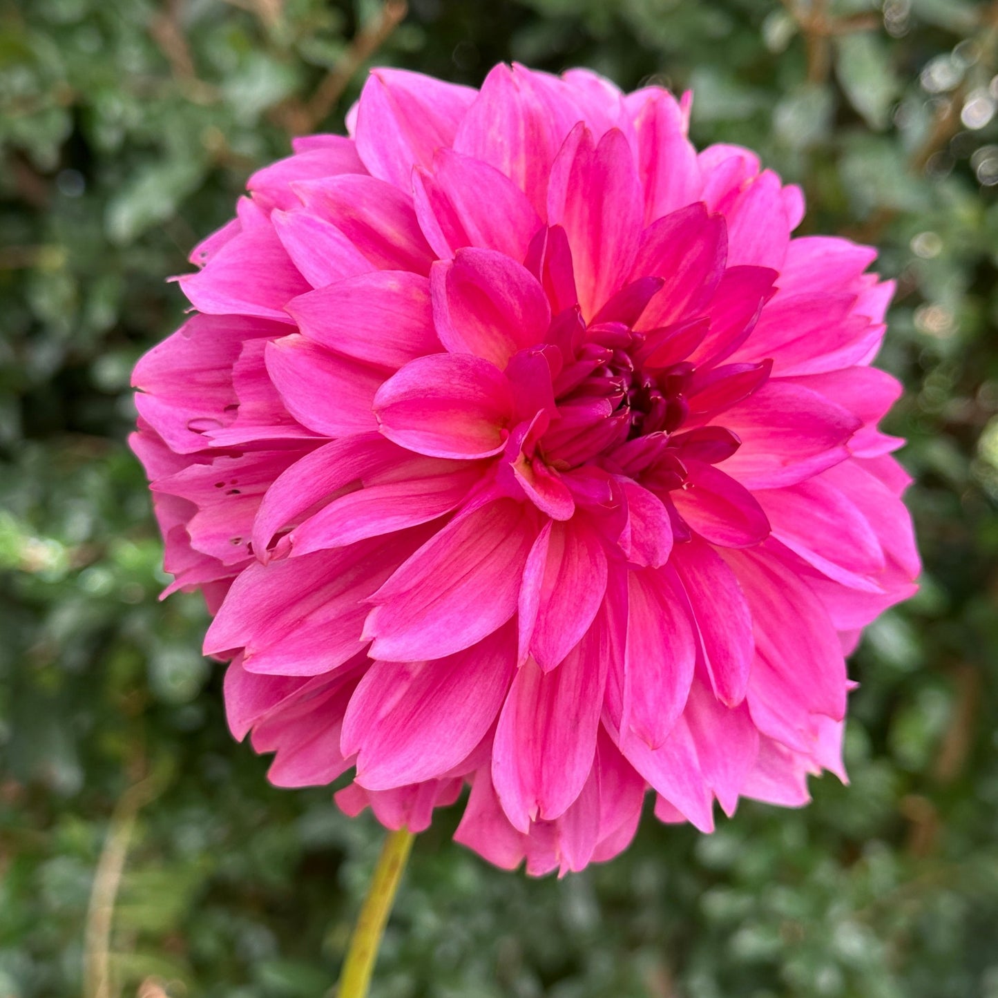 Wildbloom Reinette Dahlia Tuber - Love Dahlias - south - africa - flower - bulbs