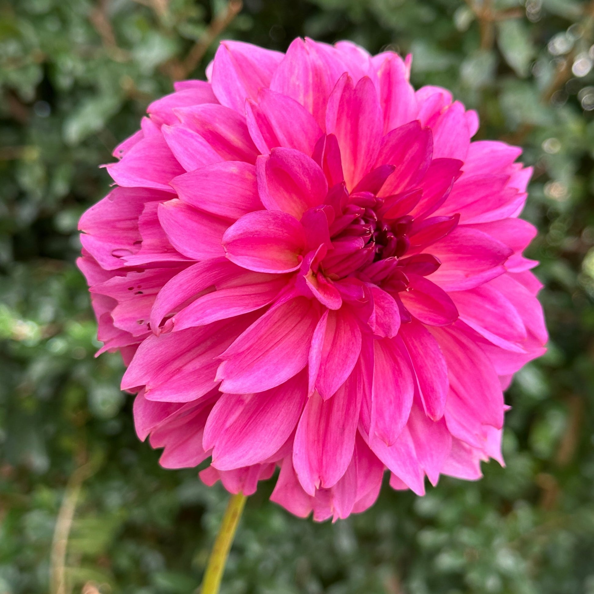 Wildbloom Reinette Dahlia Tuber - Love Dahlias - south - africa - flower - bulbs