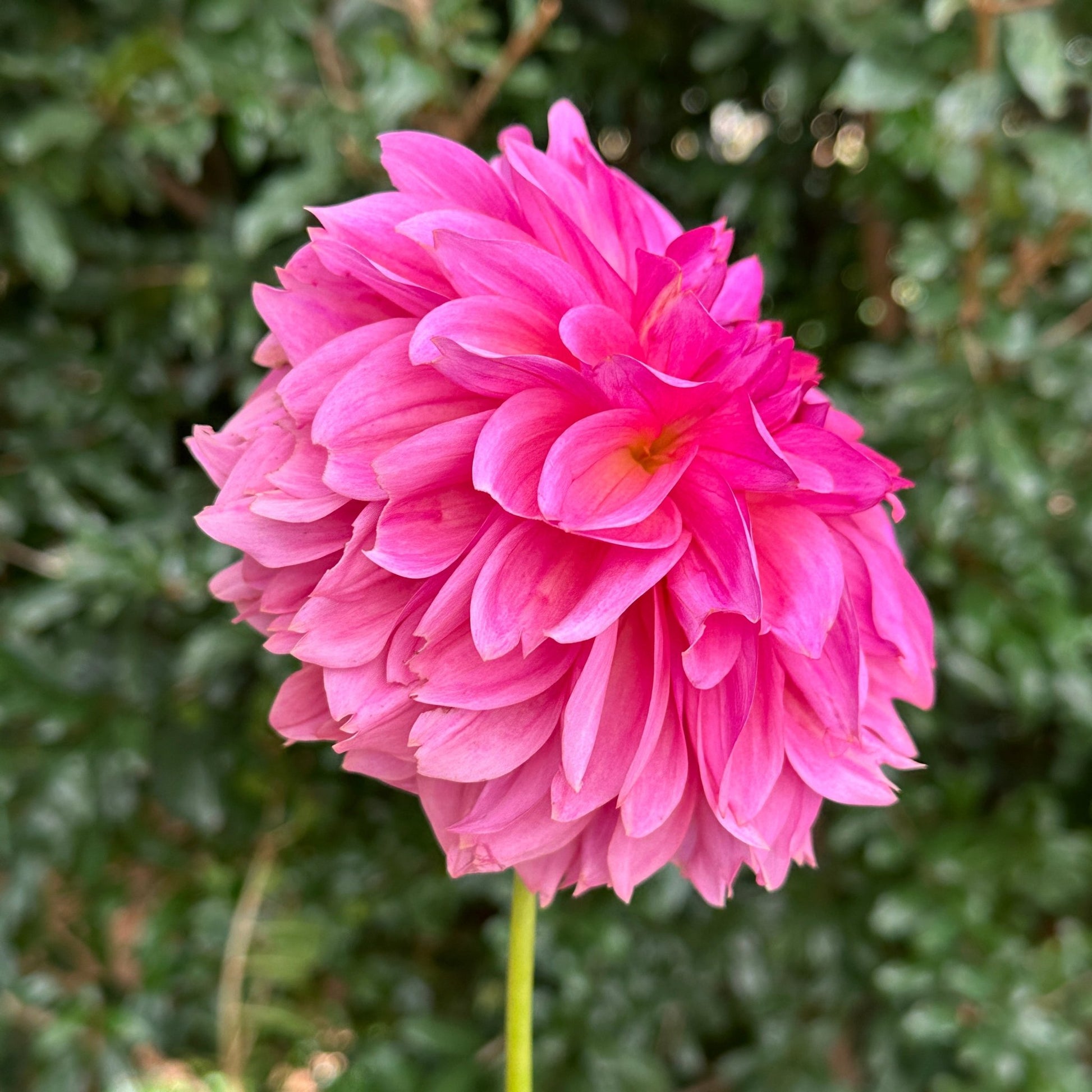 Wildbloom Reinette Dahlia Tuber - Love Dahlias - south - africa - flower - bulbs
