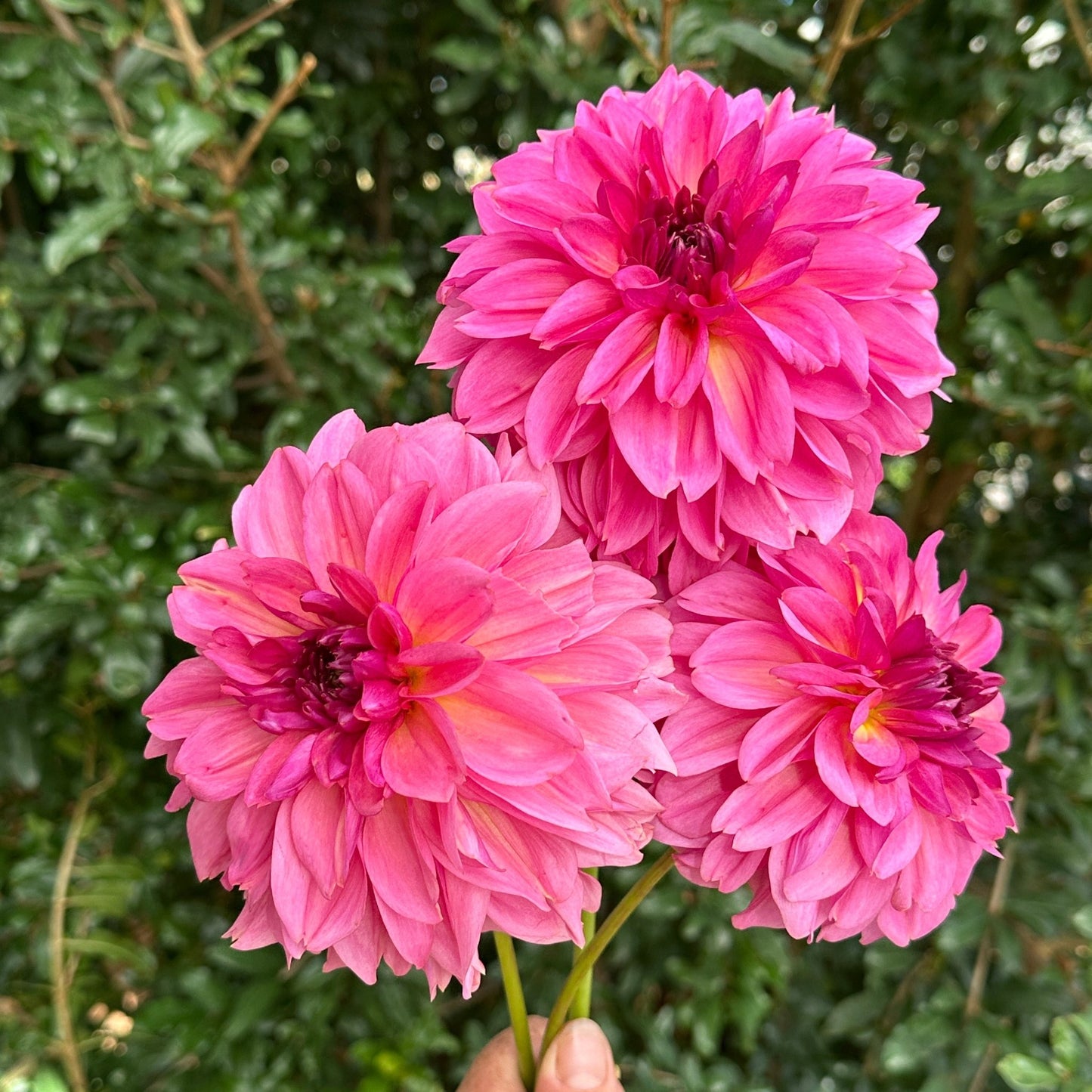 Wildbloom Reinette Dahlia Tuber - Love Dahlias - south - africa - flower - bulbs