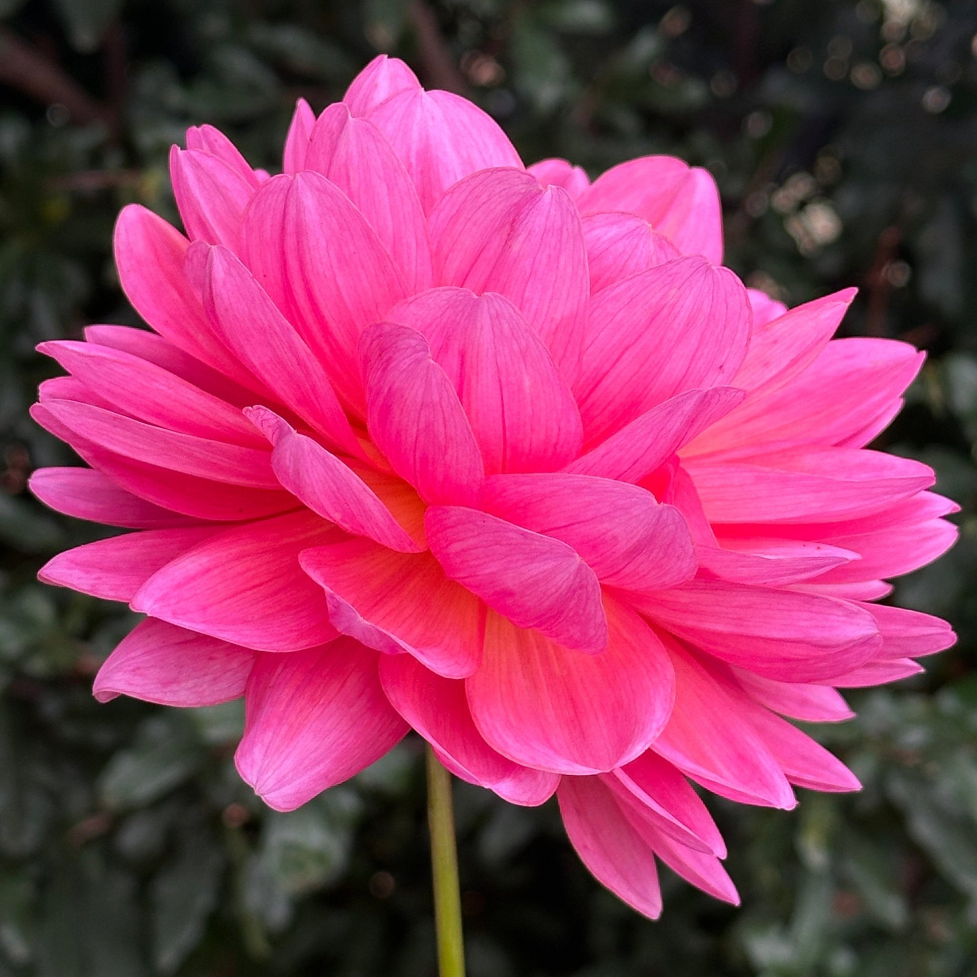 Wildwood Marie Dahlia (Limit 1 p.p) - Love Dahlias - south - africa - flower - bulbs