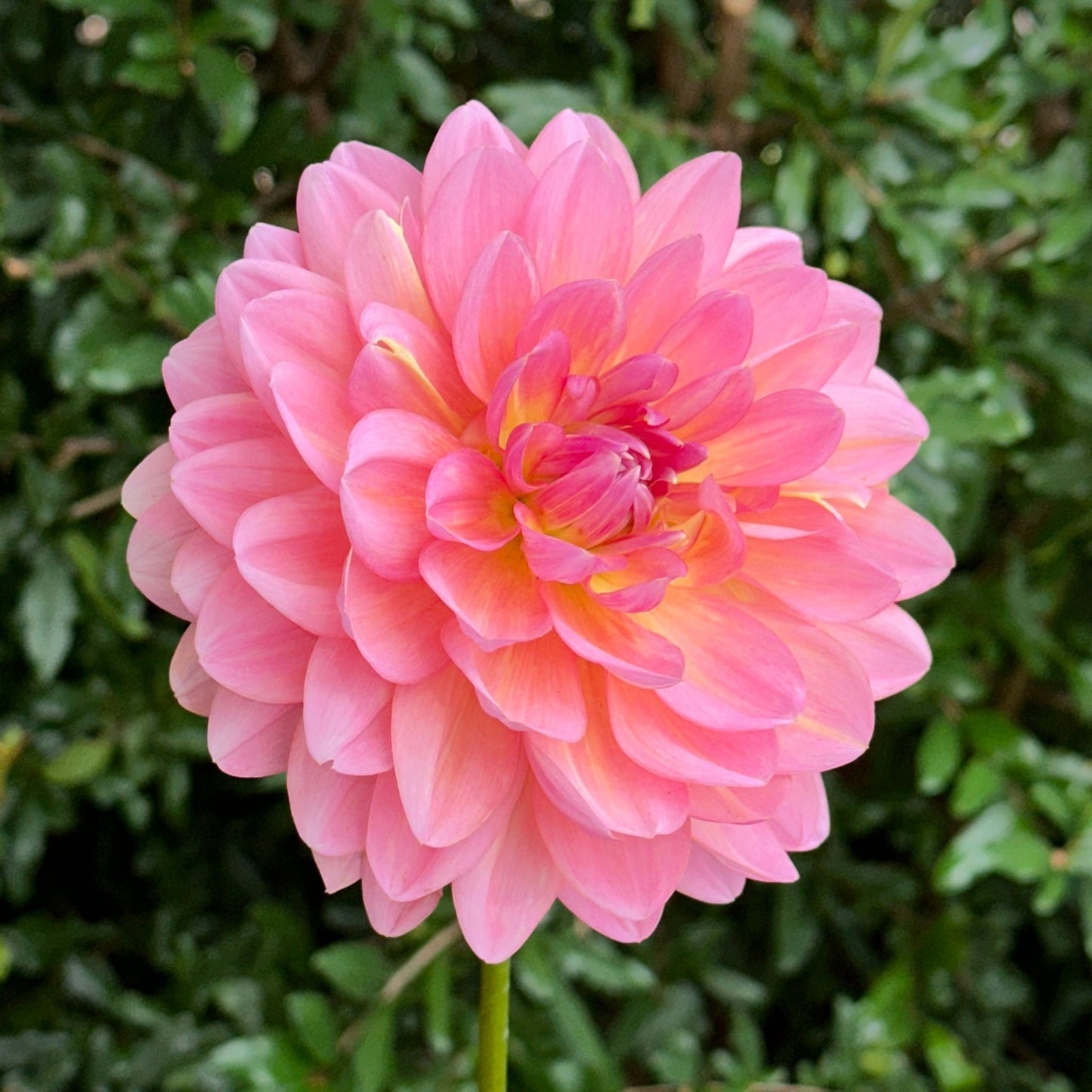 Wildwood Marie Dahlia (Limit 1 p.p) - Love Dahlias - south - africa - flower - bulbs