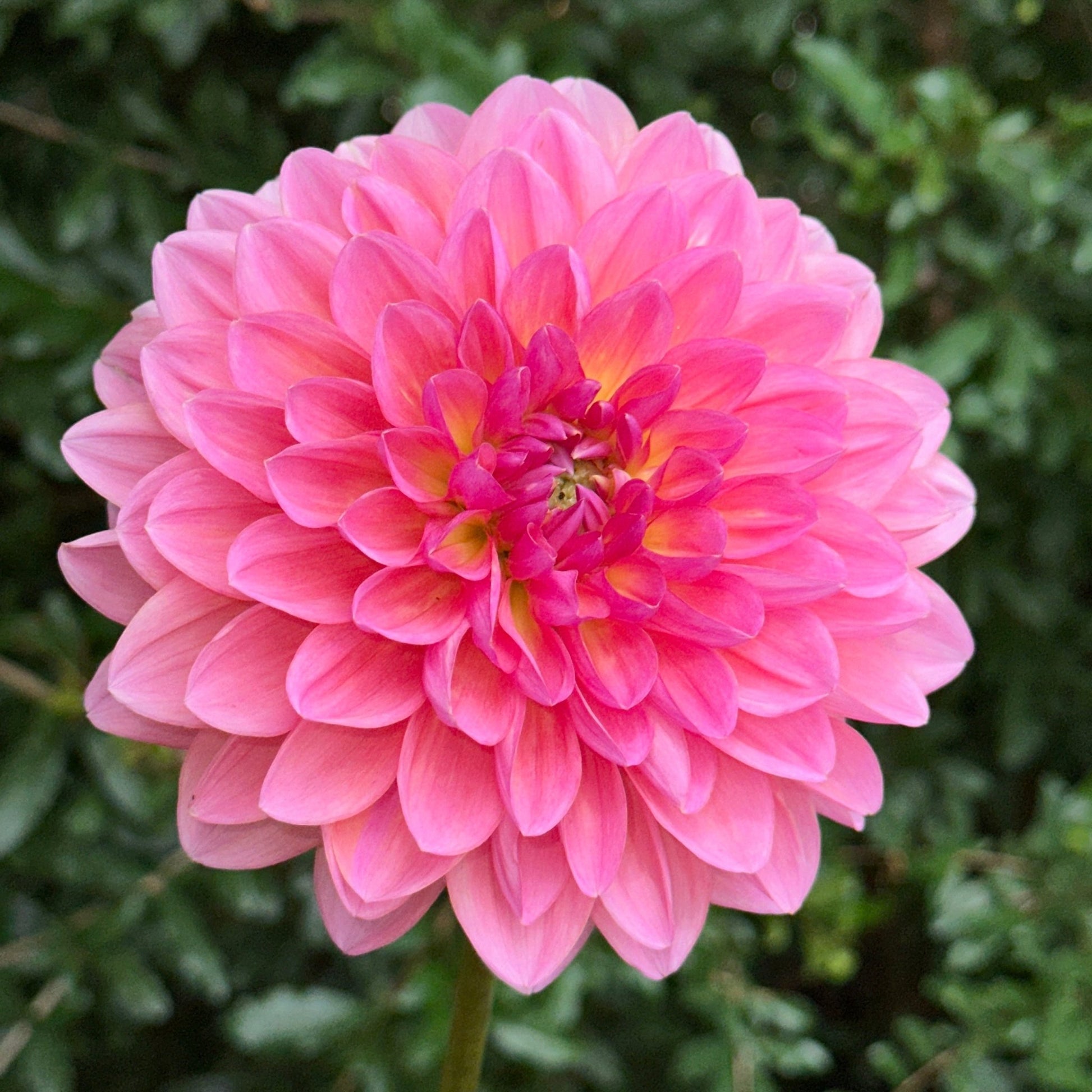 Wildwood Marie Dahlia (Limit 1 p.p) - Love Dahlias - south - africa - flower - bulbs