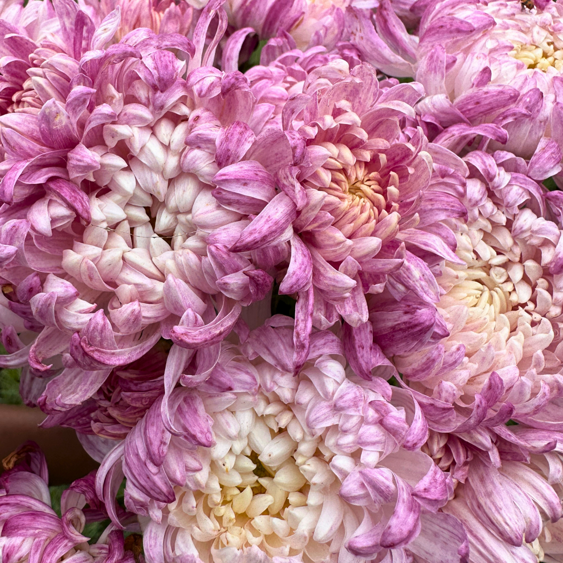 Wilmien Heirloom Heirloom Chrysanthemum | South Africa - Love Dahlias - south - africa - flower - bulbs