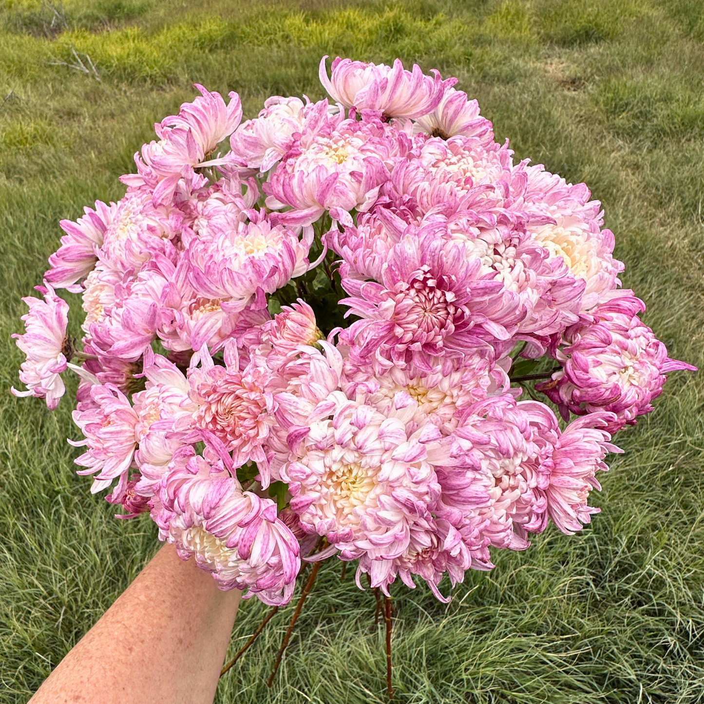 Wilmien Heirloom Heirloom Chrysanthemum | South Africa - Love Dahlias - south - africa - flower - bulbs