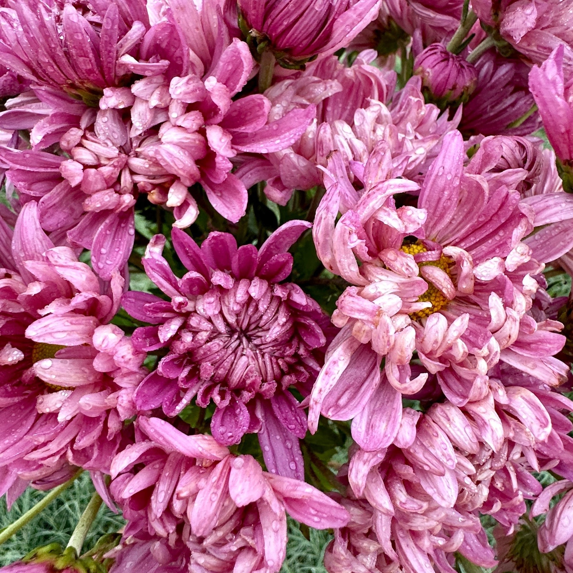 Wilmien Heirloom Heirloom Chrysanthemum | South Africa - Love Dahlias - south - africa - flower - bulbs