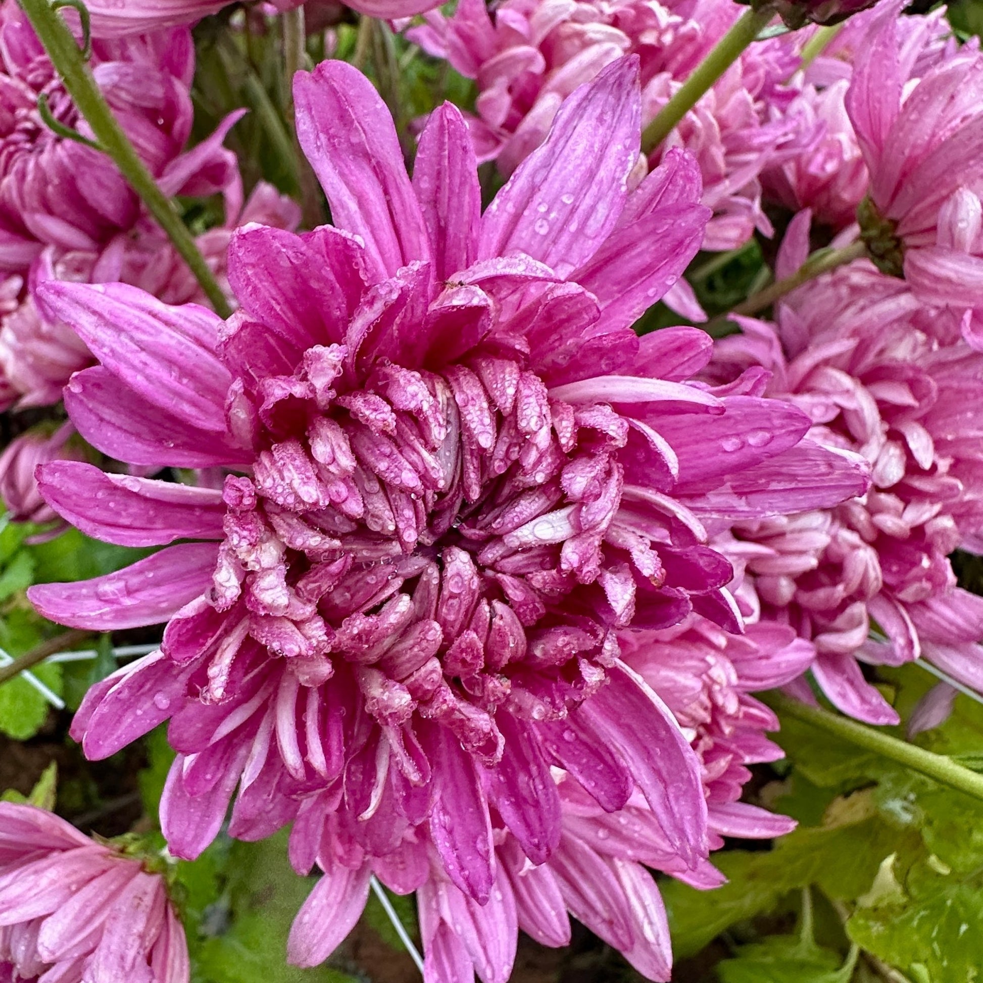 Wilmien Heirloom Heirloom Chrysanthemum | South Africa - Love Dahlias - south - africa - flower - bulbs