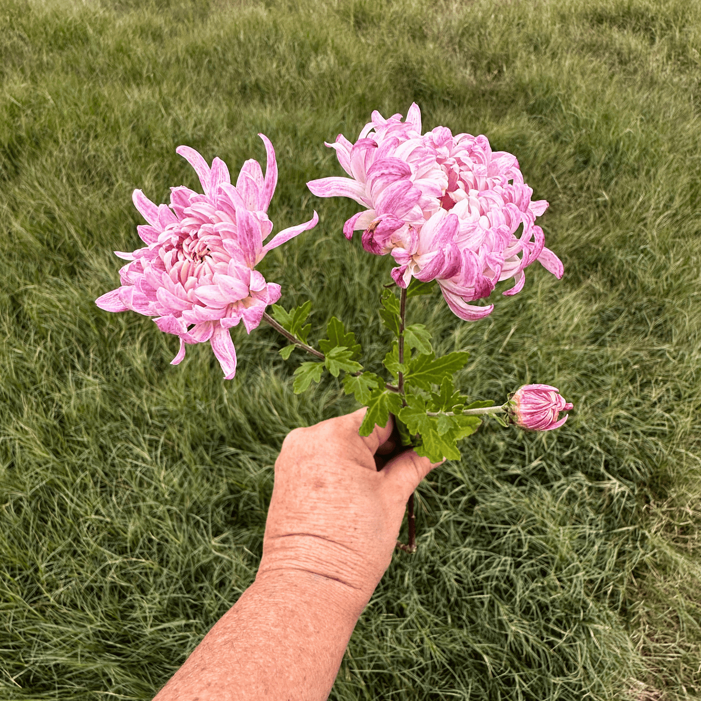Wilmien Heirloom Heirloom Chrysanthemum | South Africa - Love Dahlias - south - africa - flower - bulbs