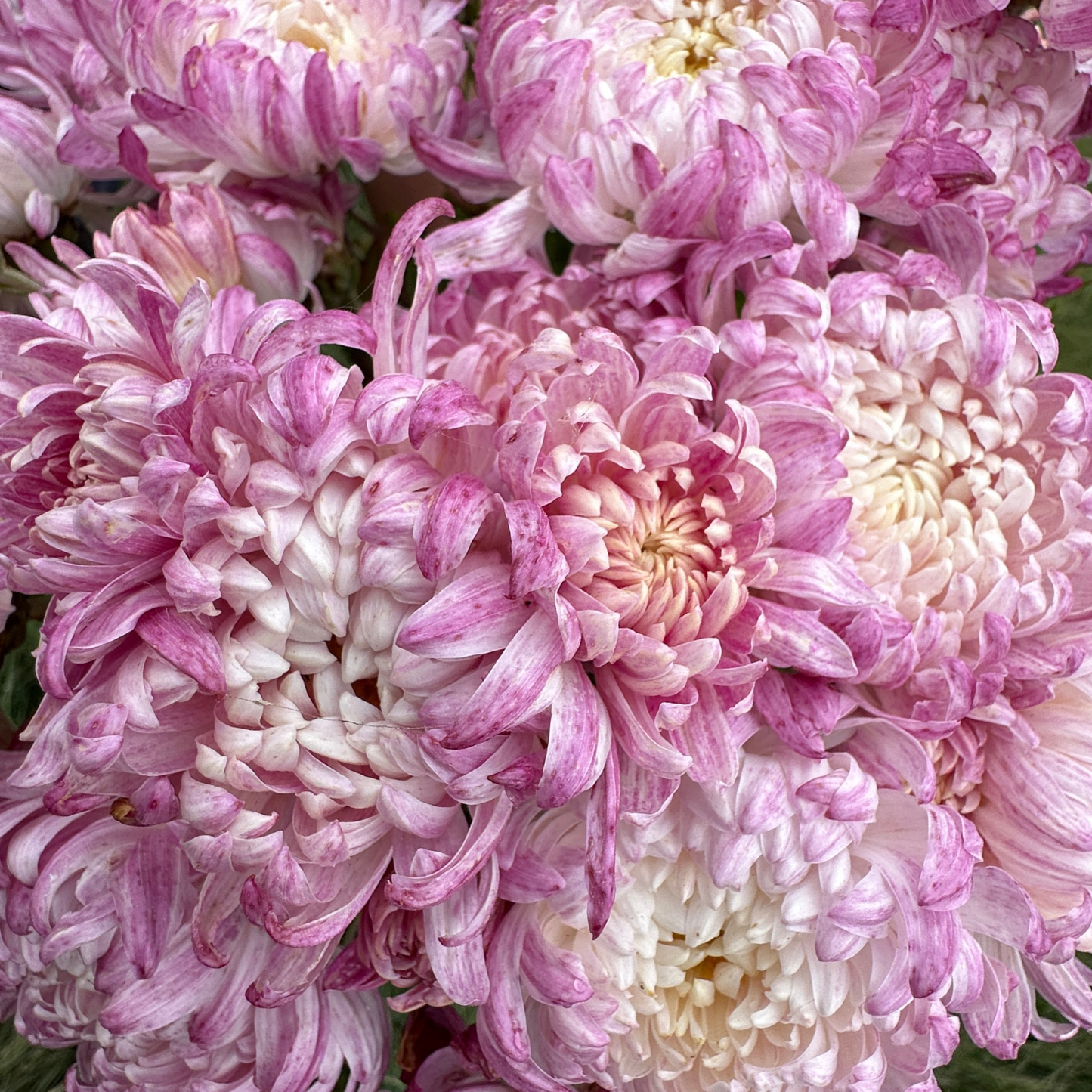 Wilmien Heirloom Heirloom Chrysanthemum | South Africa - Love Dahlias - south - africa - flower - bulbs
