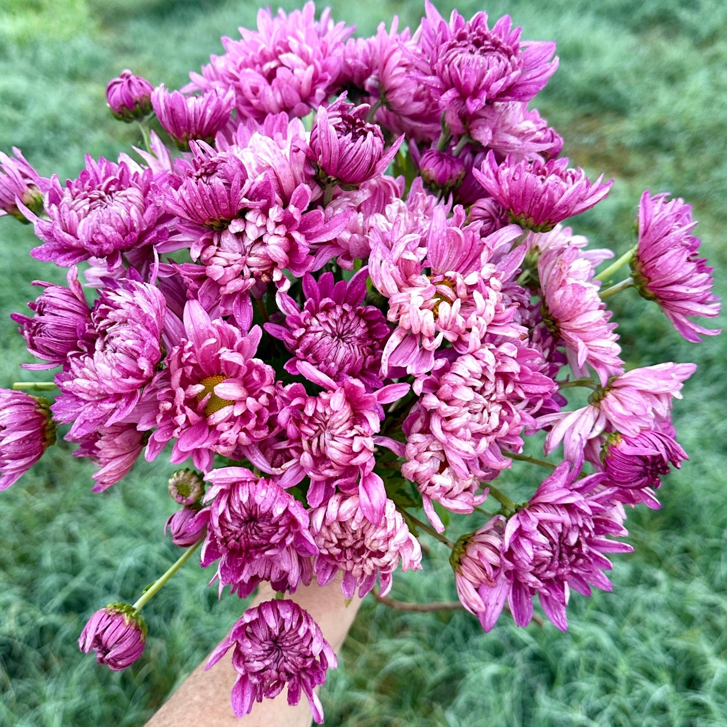 Wilmien Heirloom Heirloom Chrysanthemum | South Africa - Love Dahlias - south - africa - flower - bulbs