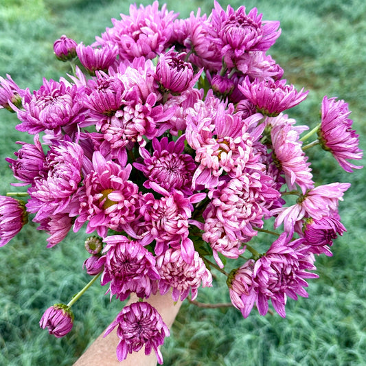 Wilmien Heirloom Heirloom Chrysanthemum | South Africa - Love Dahlias - south - africa - flower - bulbs