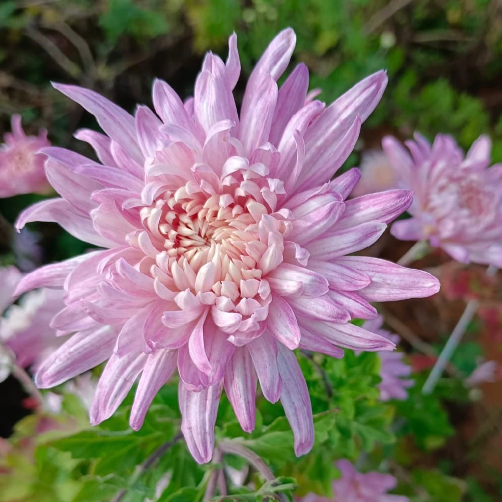 Wilmien Heirloom Mum 4 pack - Love Dahlias - south - africa - flower - bulbs