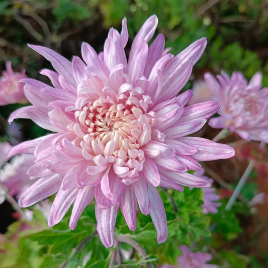 Wilmien Heirloom Mum 4 pack - Love Dahlias - south - africa - flower - bulbs