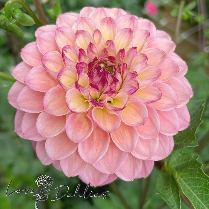 Wine Eyed Jill Dahlia Tuber - Love Dahlias - south - africa - flower - bulbs