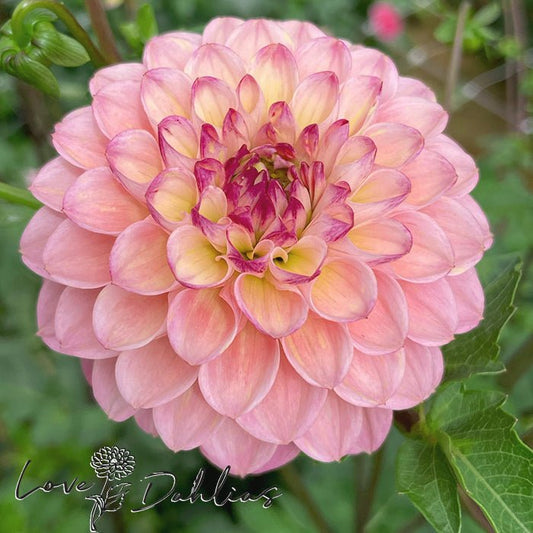 Wine Eyed Jill Dahlia Tuber - Love Dahlias - south - africa - flower - bulbs