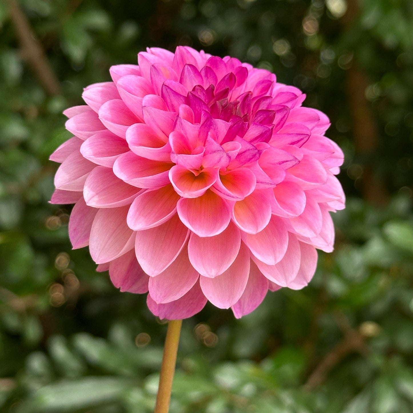 Wine Eyed Jill Dahlia Tuber - Love Dahlias - south - africa - flower - bulbs