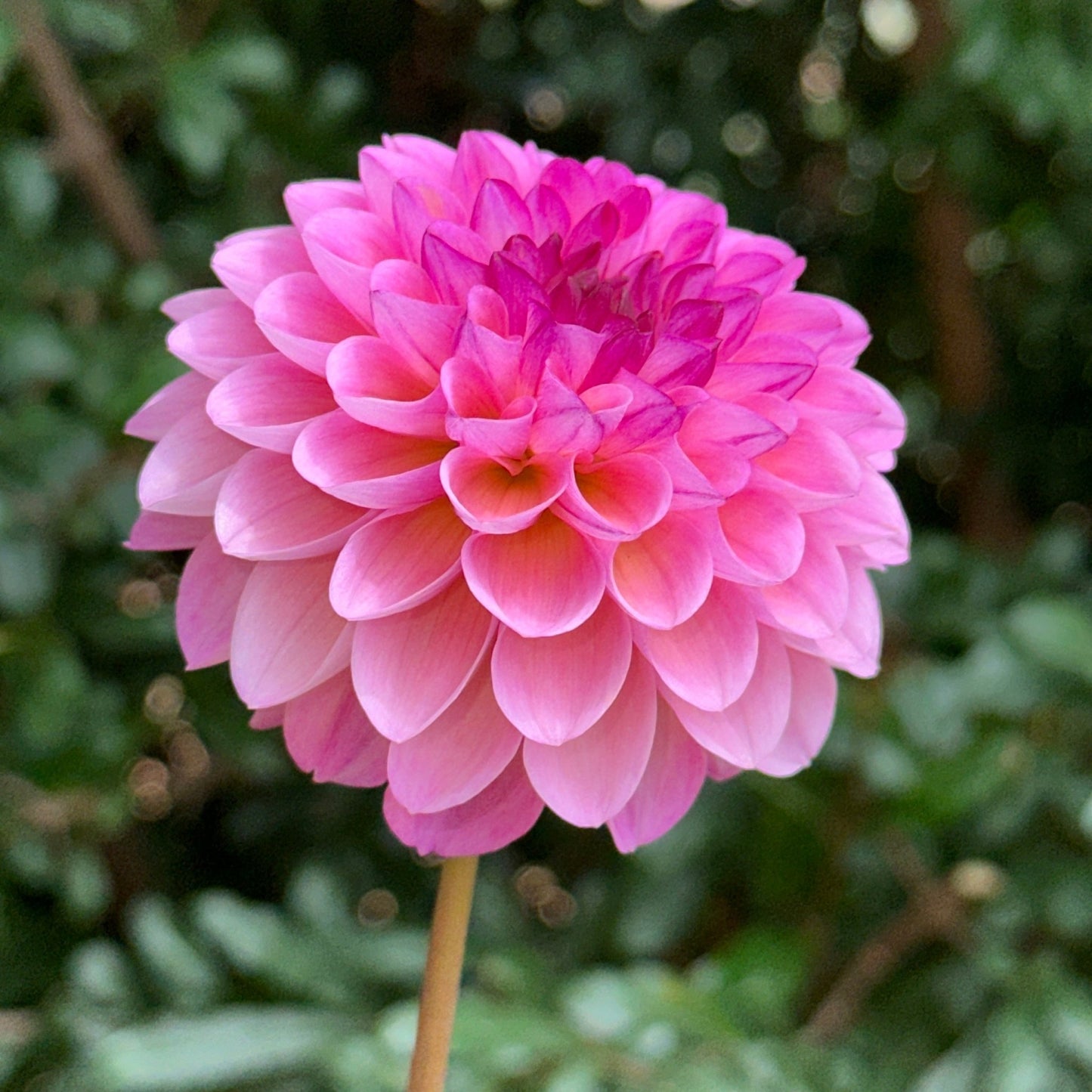 Wine Eyed Jill Dahlia Tuber - Love Dahlias - south - africa - flower - bulbs