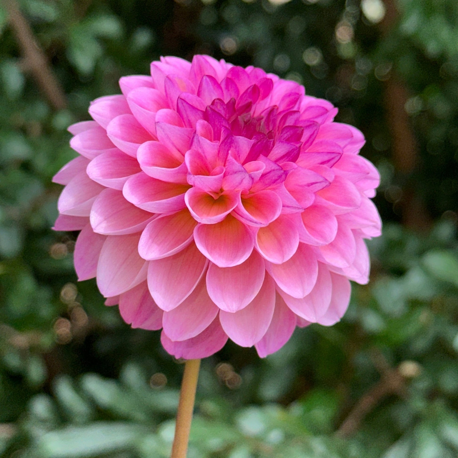 Wine Eyed Jill Dahlia Tuber - Love Dahlias - south - africa - flower - bulbs