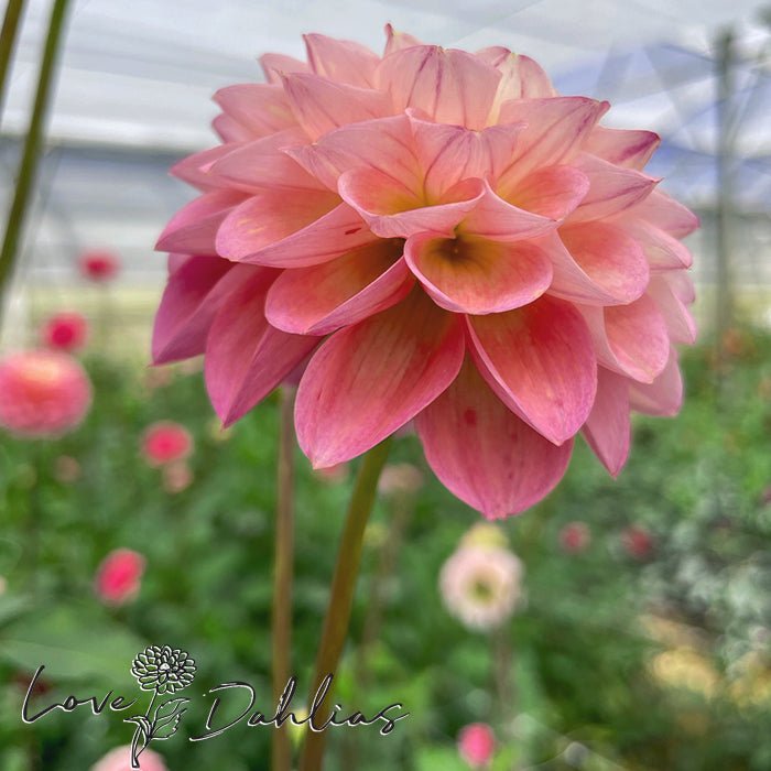Wine Eyed Jill Dahlia Tuber - Love Dahlias - south - africa - flower - bulbs