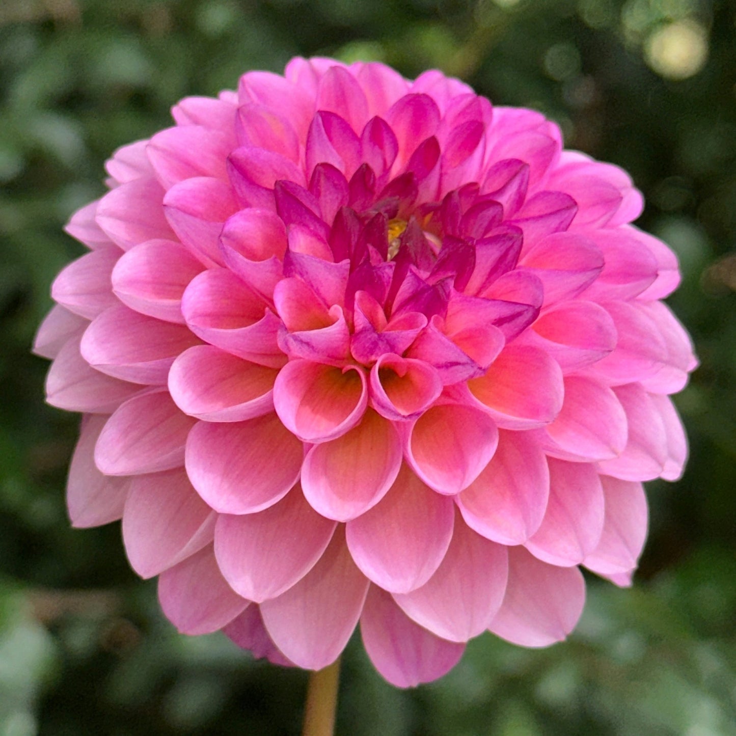 Wine Eyed Jill Dahlia Tuber - Love Dahlias - south - africa - flower - bulbs