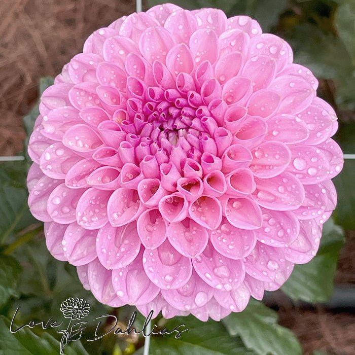 Wizard of Oz Dahlia Tuber - Love Dahlias - south - africa - flower - bulbs