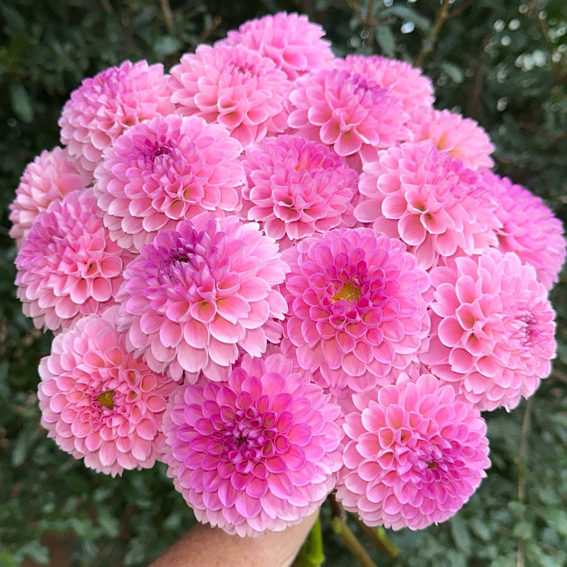 Wizard of Oz Dahlia Tuber - Love Dahlias - south - africa - flower - bulbs