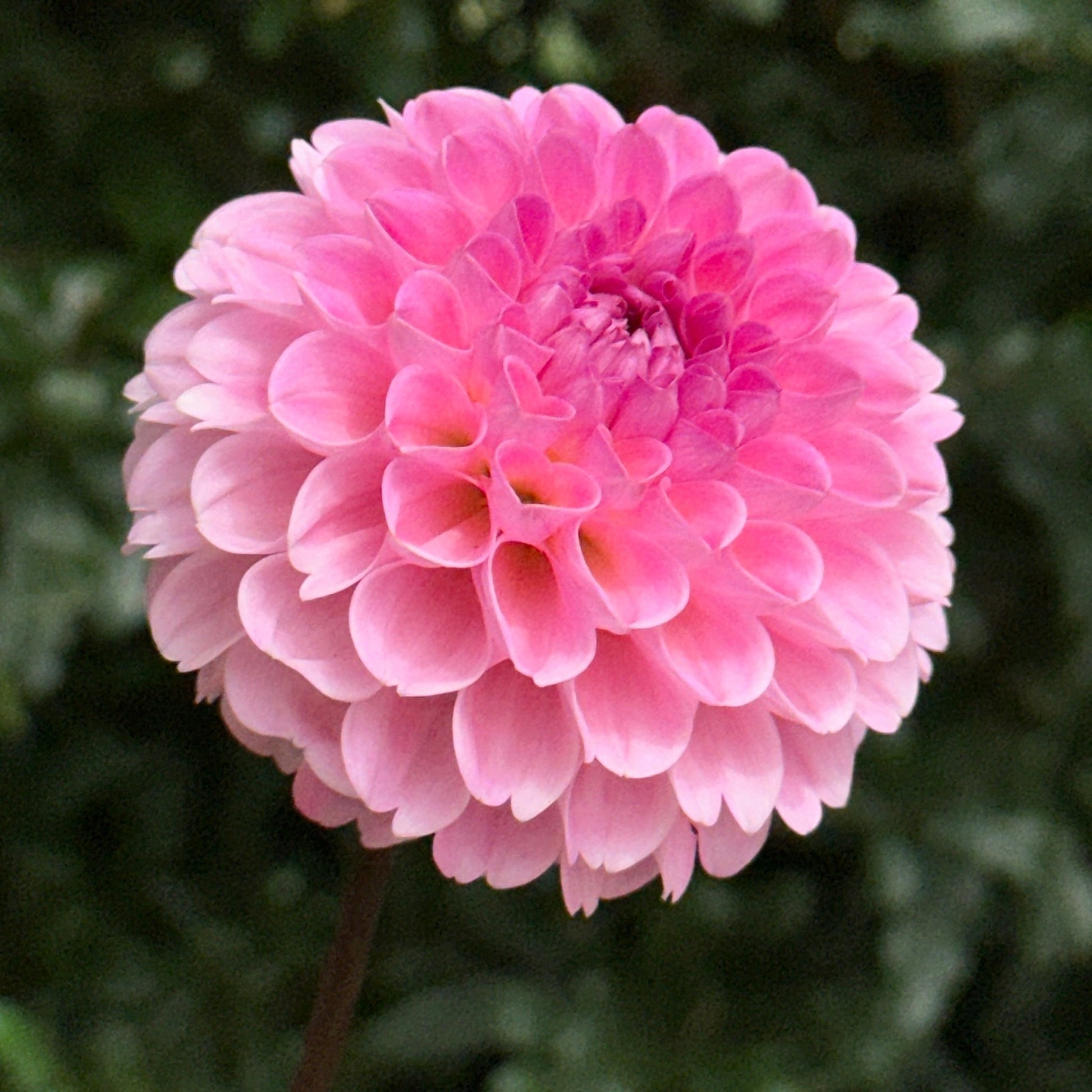 Wizard of Oz Dahlia Tuber - Love Dahlias - south - africa - flower - bulbs
