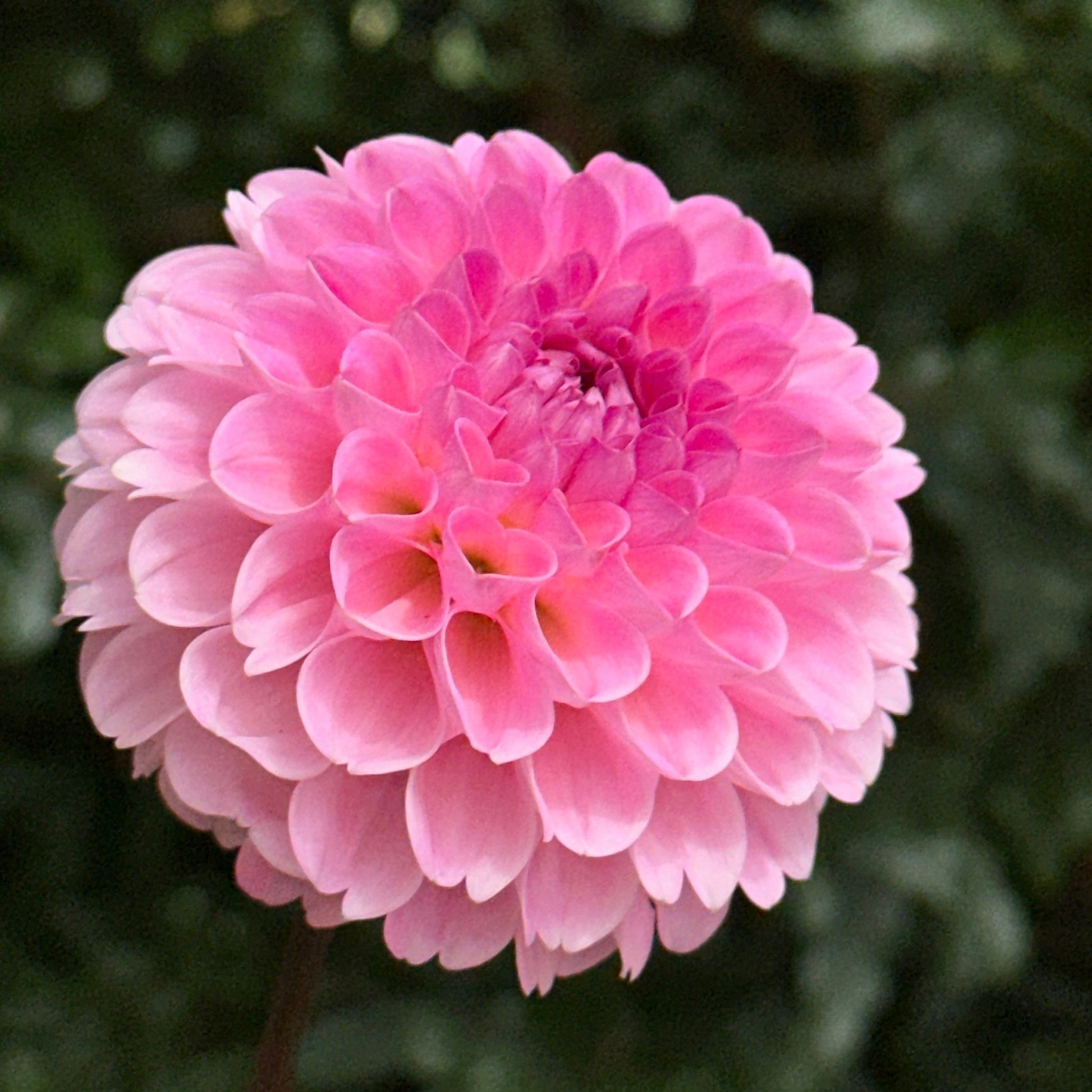 Wizard of Oz Dahlia Tuber - Love Dahlias - south - africa - flower - bulbs