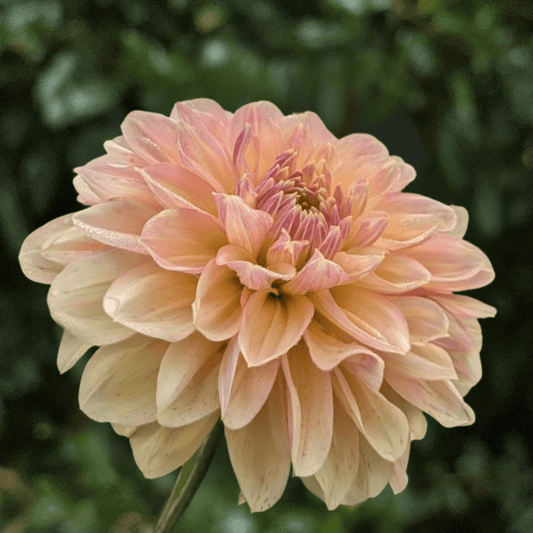 Wyn's New Pastel Dahlia Tuber | South Africa - Love Dahlias-south-africa-flower-bulbs