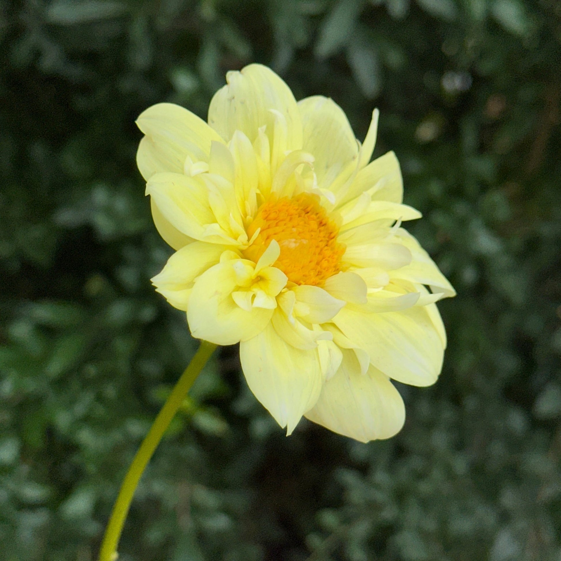 Yellow Bird Dahlia Tuber - Love Dahlias - south - africa - flower - bulbs