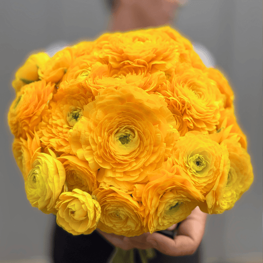 Yellow Elegantly Double Ranunculus - 10 Corms - Love Dahlias-#south#-#africa#-#flower#-#bulbs#