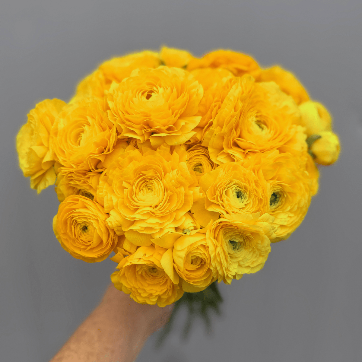 Yellow Elegantly Double Ranunculus - 10 Corms - Love Dahlias-#south#-#africa#-#flower#-#bulbs#