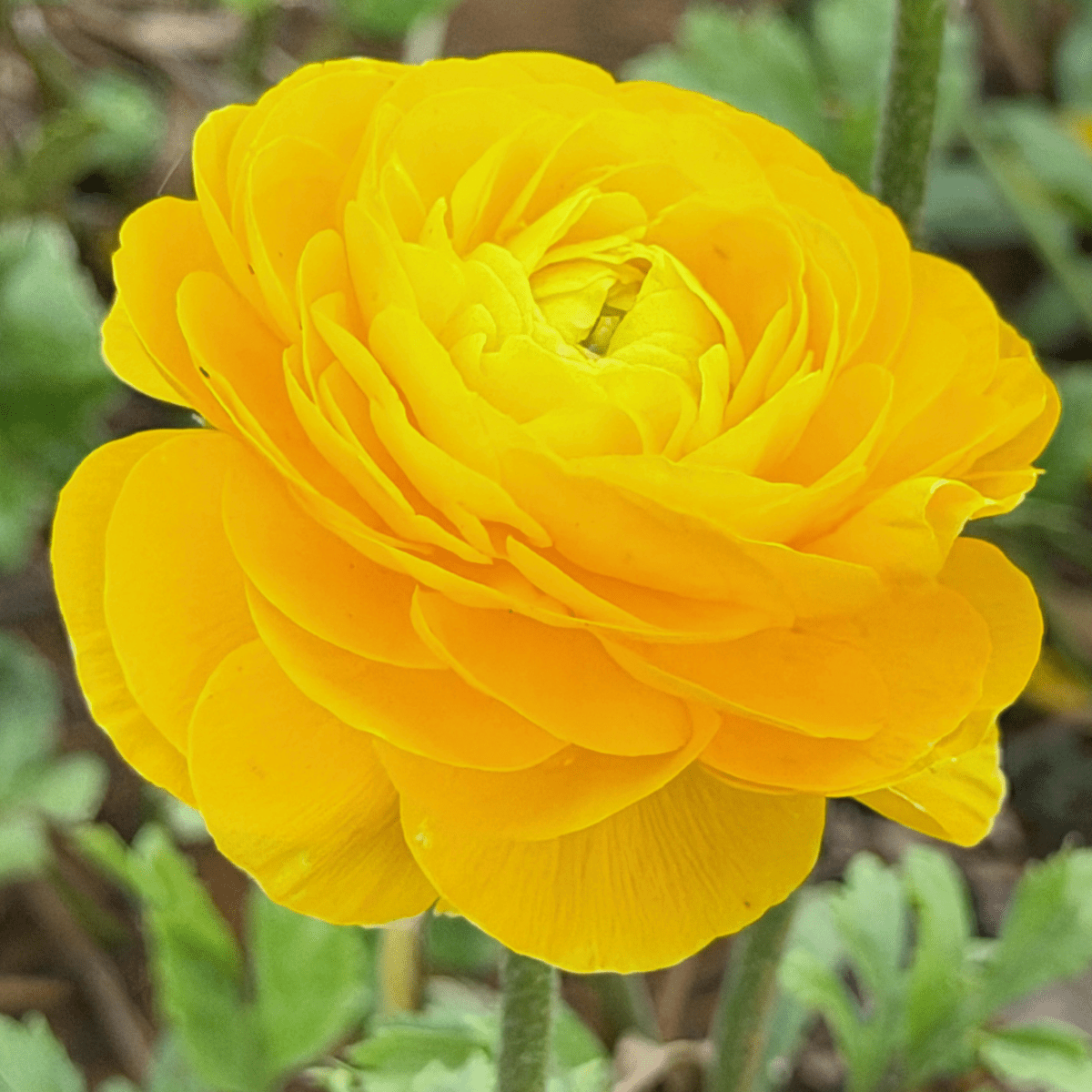 Yellow Elegantly Double Ranunculus - 10 Corms - Love Dahlias-#south#-#africa#-#flower#-#bulbs#