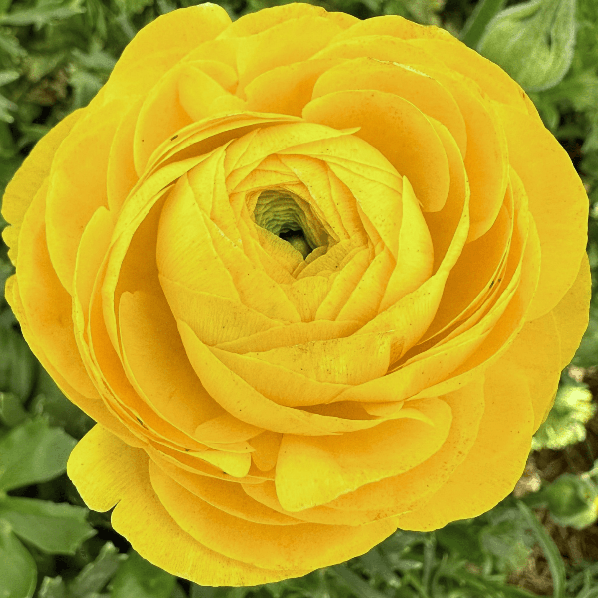 Yellow Elegantly Double Ranunculus - 10 Corms - Love Dahlias-#south#-#africa#-#flower#-#bulbs#