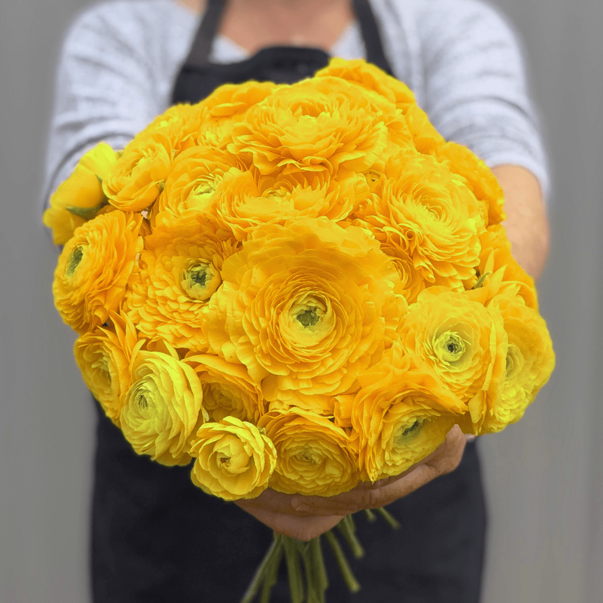 Yellow Elegantly Double Ranunculus - 10 Corms - Love Dahlias-#south#-#africa#-#flower#-#bulbs#