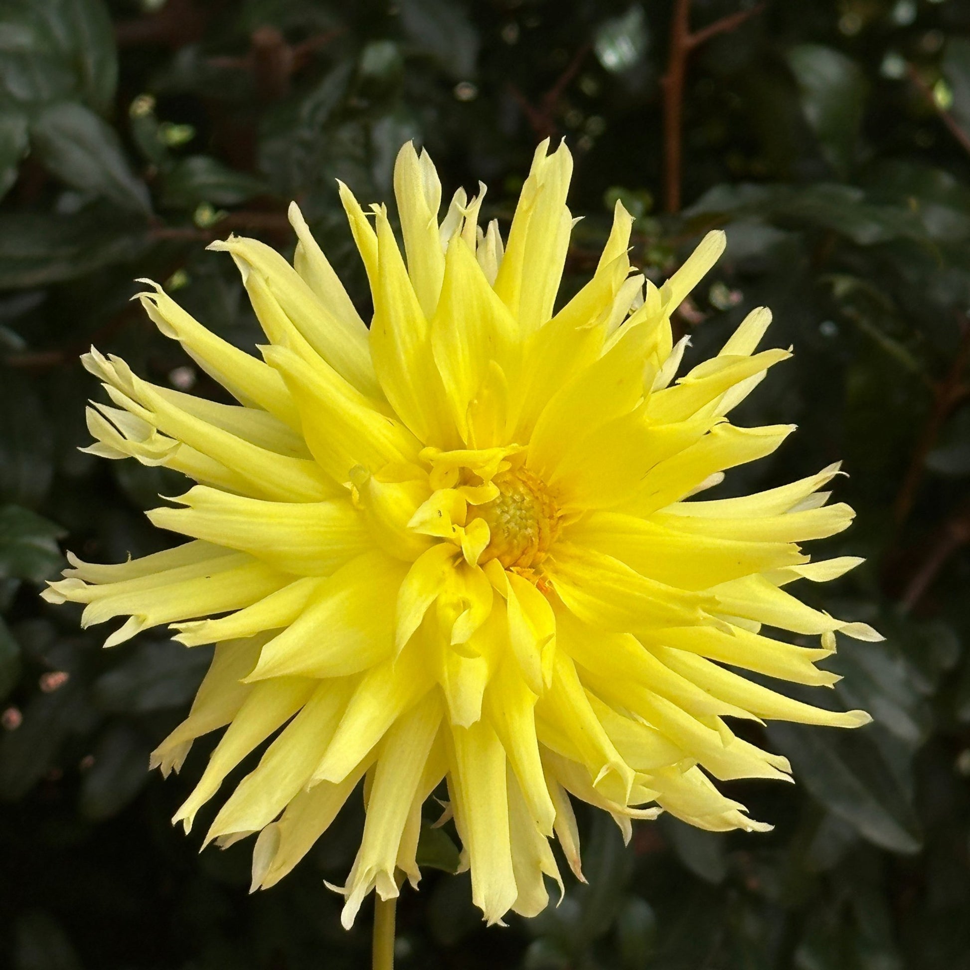 Yellow Star Dahlia Tuber - Love Dahlias - south - africa - flower - bulbs