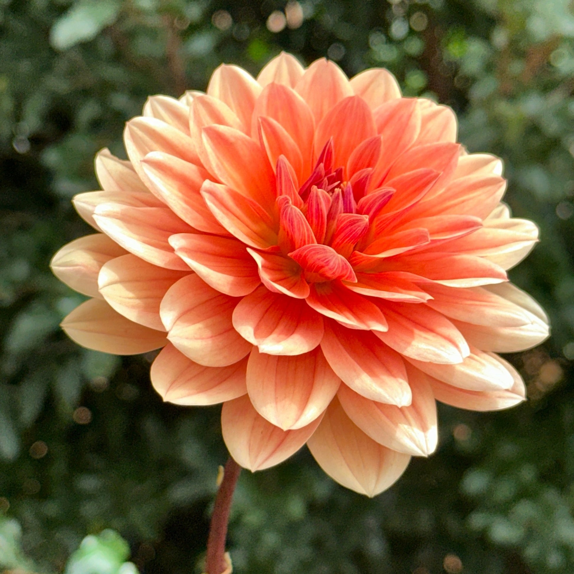 Yvonne Dahlia Tuber - Love Dahlias - south - africa - flower - bulbs