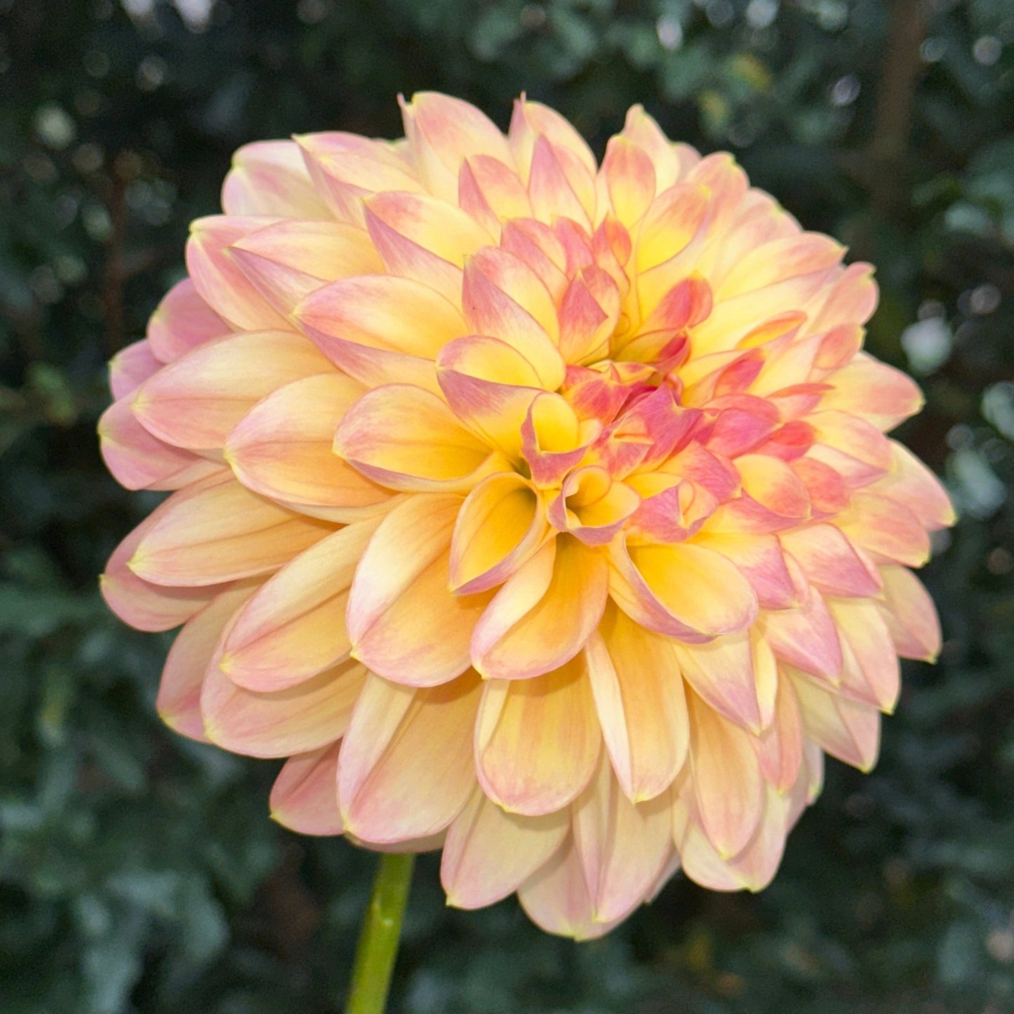 Zahradnic Dragon Dahlia (Limit 1 p.p) - Love Dahlias - south - africa - flower - bulbs
