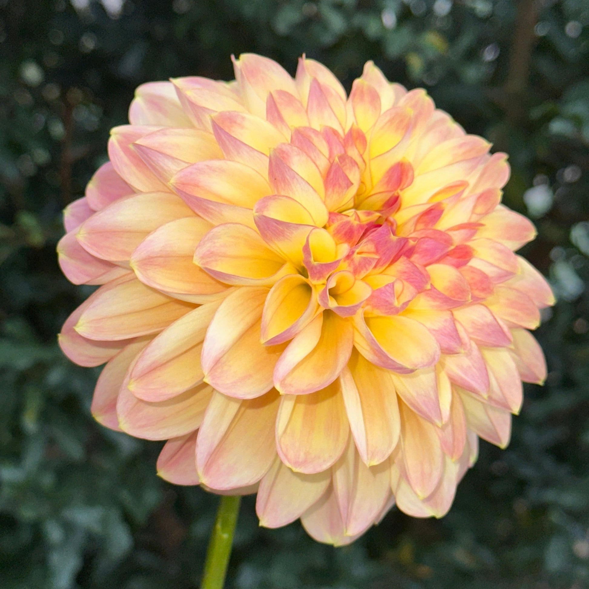 Zahradnic Dragon Dahlia (Limit 1 p.p) - Love Dahlias - south - africa - flower - bulbs