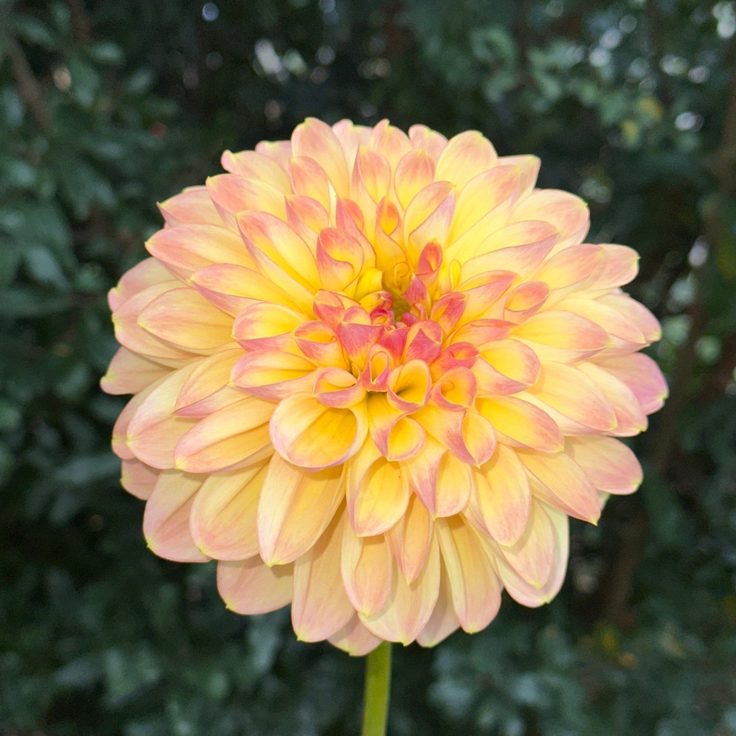 Zahradnic Dragon Dahlia (Limit 1 p.p) - Love Dahlias - south - africa - flower - bulbs