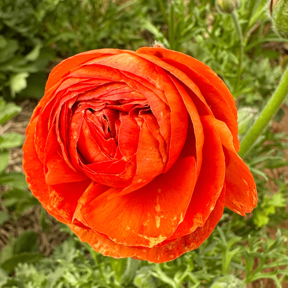 Zesty Orange Ruffles Ranunculus Corms (Pack of 20) - Love Dahlias-#south#-#africa#-#flower#-#bulbs#