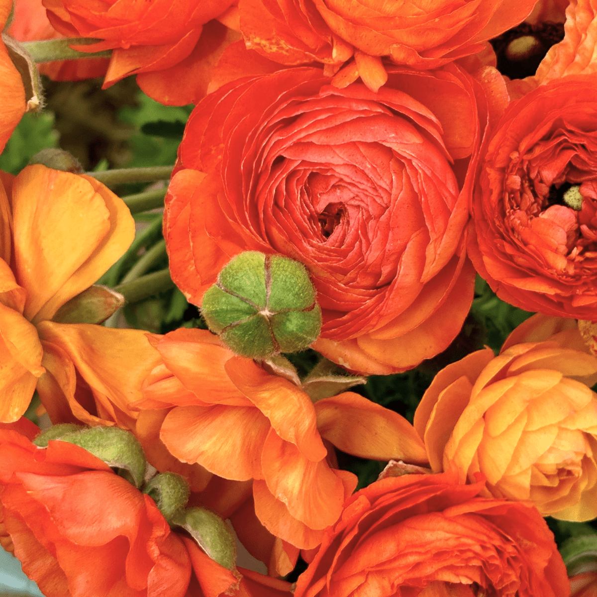 Zesty Orange Ruffles Ranunculus Corms (Pack of 20) - Love Dahlias-#south#-#africa#-#flower#-#bulbs#