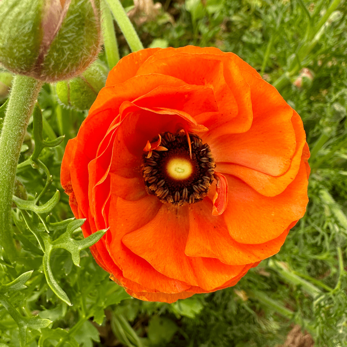 Zesty Orange Ruffles Ranunculus Corms (Pack of 20) - Love Dahlias-#south#-#africa#-#flower#-#bulbs#
