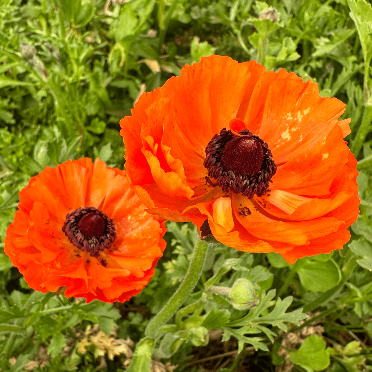 Zesty Orange Ruffles Ranunculus Corms (Pack of 20) - Love Dahlias-#south#-#africa#-#flower#-#bulbs#