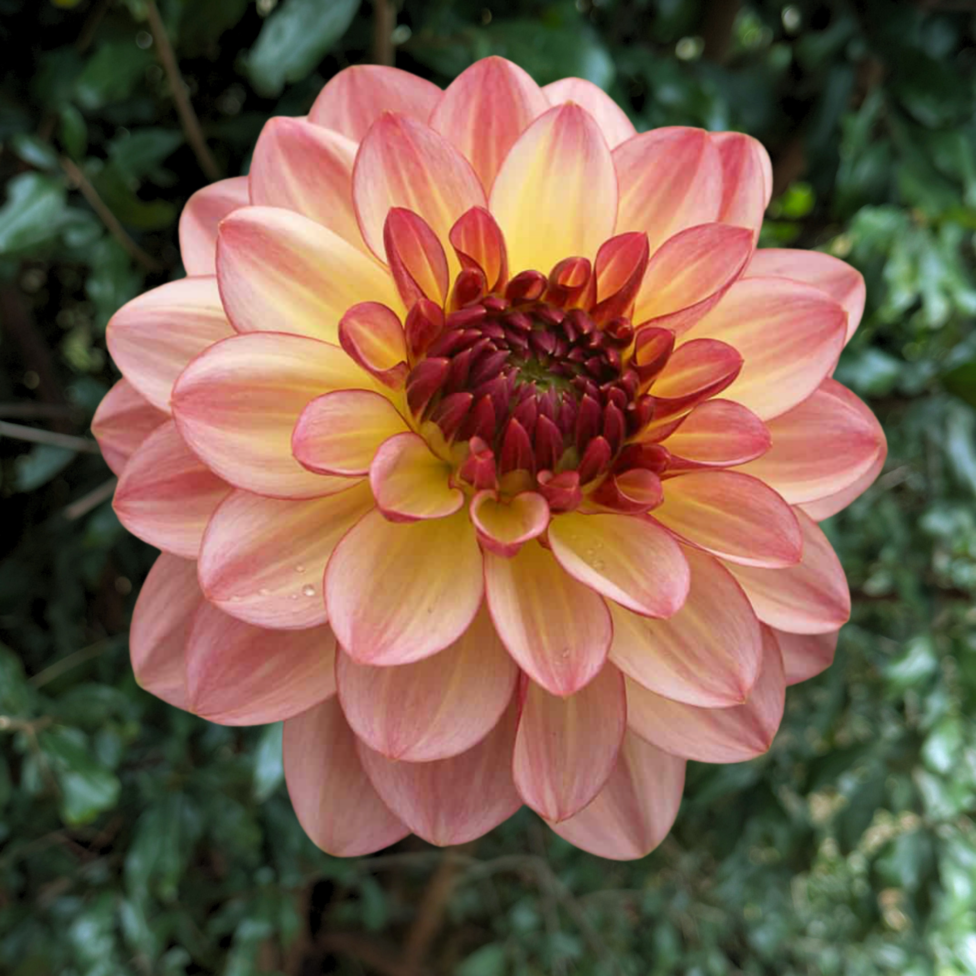 Zingaro Dahlia Tuber | South Africa - Love Dahlias - south - africa - flower - bulbs