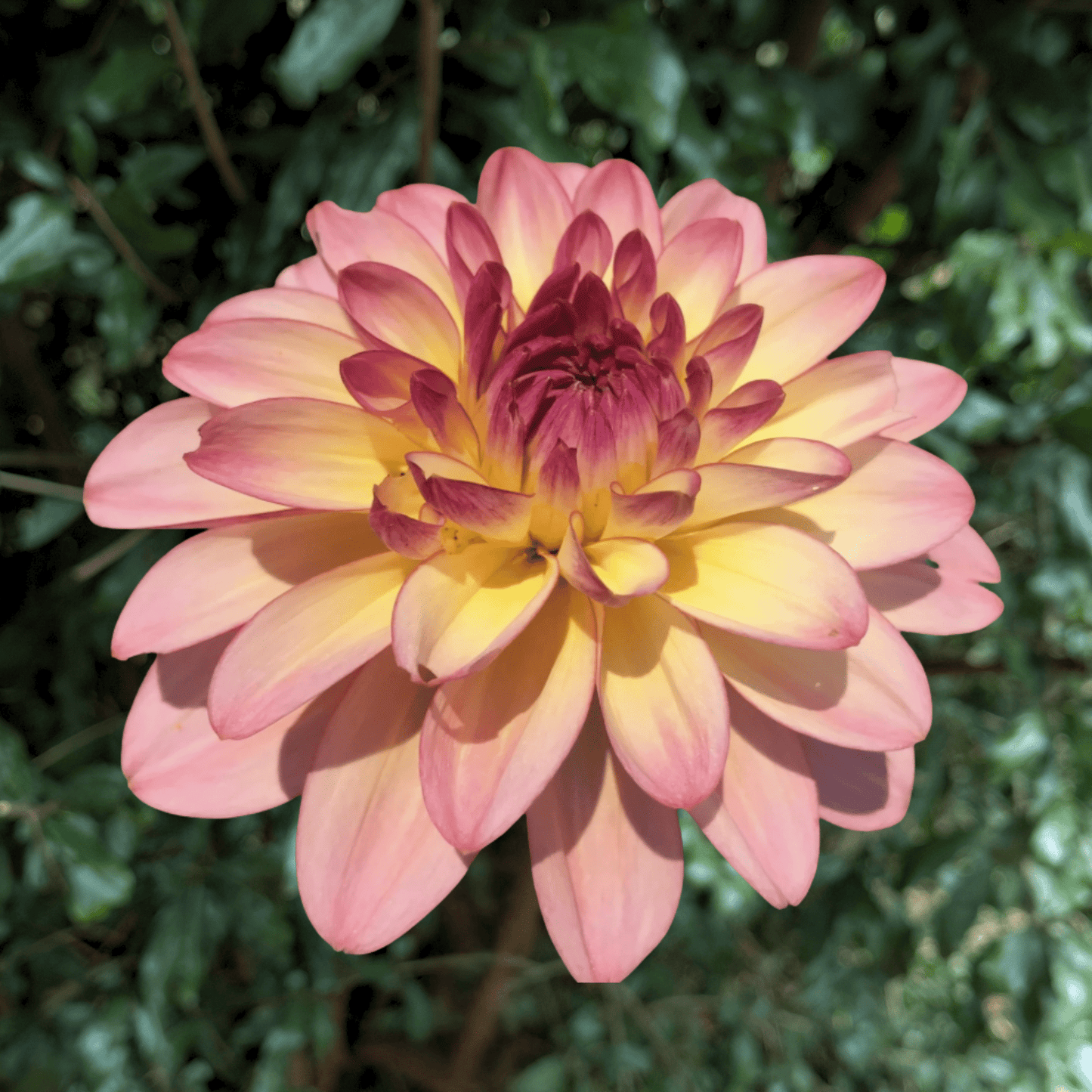 Zingaro Dahlia Tuber | South Africa - Love Dahlias - south - africa - flower - bulbs