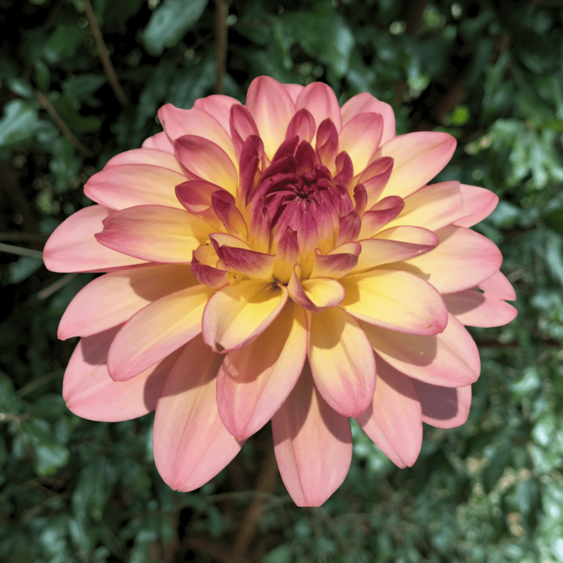 Zingaro Dahlia Tuber | South Africa - Love Dahlias - south - africa - flower - bulbs