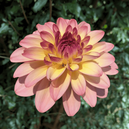 Zingaro Dahlia Tuber | South Africa - Love Dahlias - south - africa - flower - bulbs