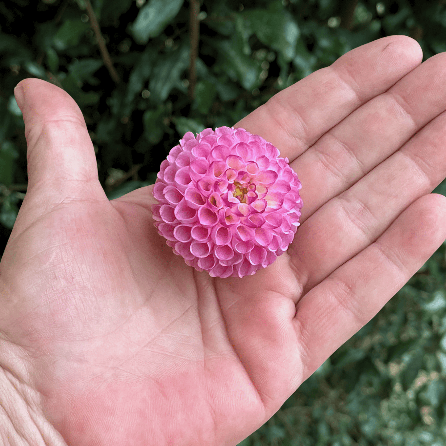Zippity Do Da Dahlia Tuber | South Africa - Love Dahlias - south - africa - flower - bulbs
