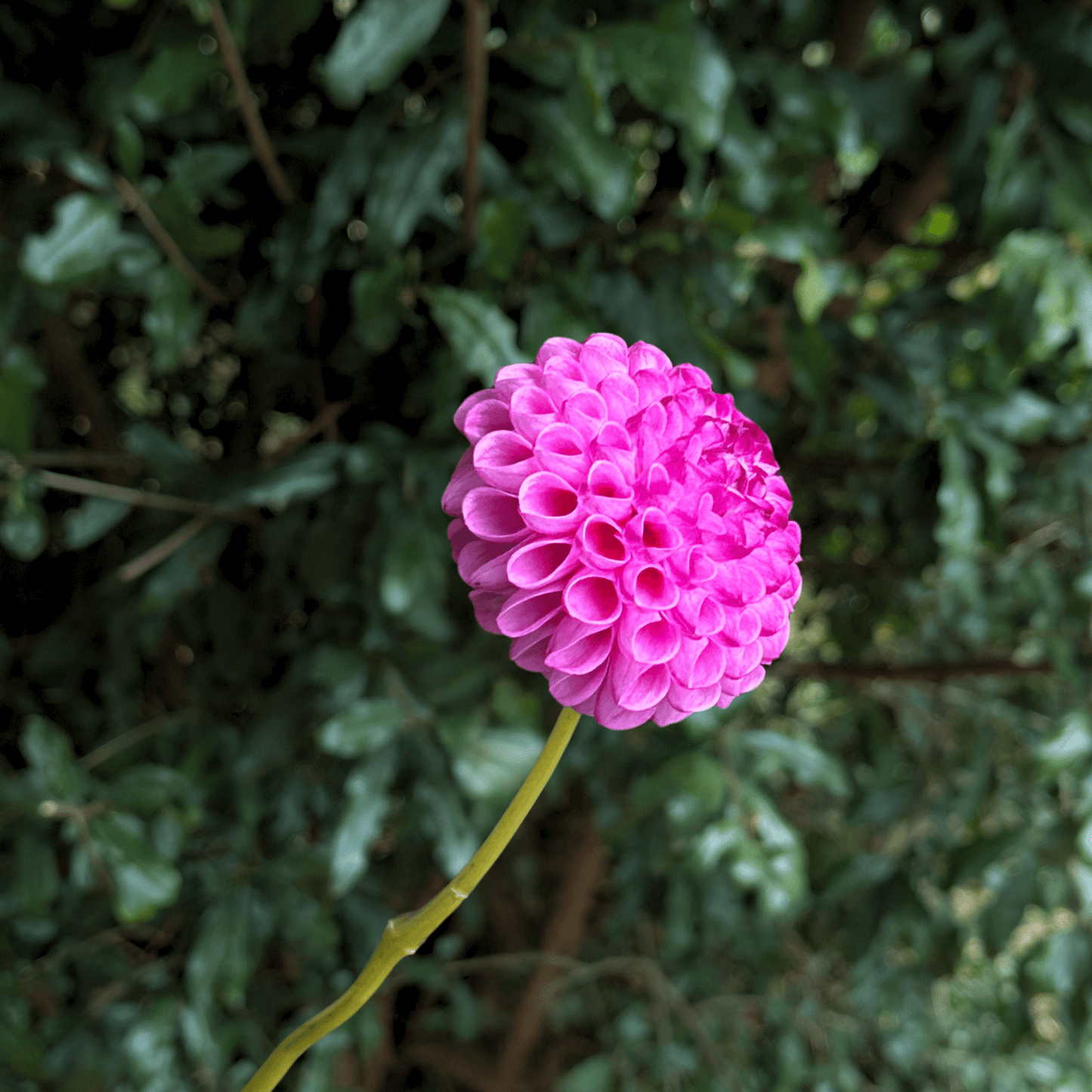 Zippity Do Da Dahlia Tuber | South Africa - Love Dahlias - south - africa - flower - bulbs